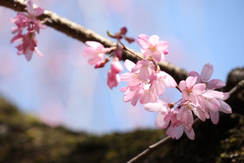 3336-13.3.21一重紅枝垂れ桜　幹から.jpg